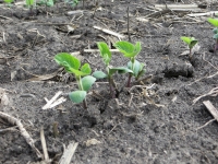 Soybeans June 14, Planted May 24