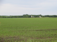 Corn June 14, Planted May 12