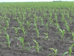 Corn June 1, Planted April 25th