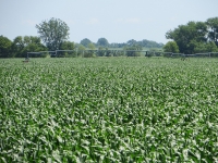 Corn July 17, Planted May 12
