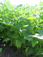 Black Beans August 22, Planted June 2