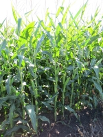 Corn August 22, Planted May 15