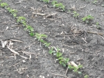 Soybeans June 1, Planted May 10th