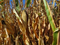 Corn October 1, Planted May 12