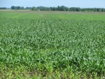 Corn June 20, Planted May 18