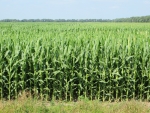Corn July 21, Planted May 5
