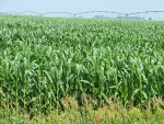 Corn July 21, Planted May 24