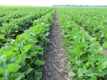 Black Beans July 21, Planted June 6