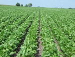 Non-GMO Soybeans July 21, Planted May 22