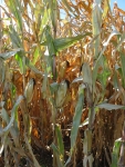 Corn October 9, Planted May 5