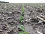 Soybeans June 2, Planted May 5