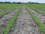 Soybeans June 16, Planted May 8