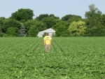 Soybeans July 2, Planted May 5