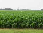 Corn July 2, Planted April 30