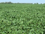 Soybeans Aug 3, Planted May 9