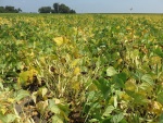 Navy Beans September 2, Planted June 9
