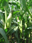 Corn September 2, Planted April 30
