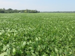 Soybeans September 2, Planted May 5