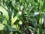 Corn September 2, Planted May 1