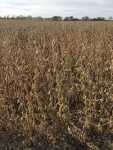 Soybeans October 1, Planted May 8