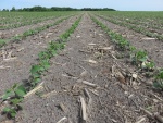 Soybeans June 2, Planted May 5