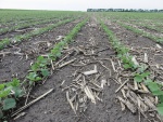 Soybeans June 2, Planted May 6