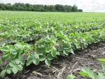 Soybeans June 15, Planted May 6