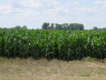 Corn July 2, Planted May 3