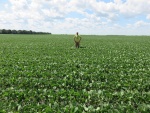 Soybeans July 2, Planted May 6