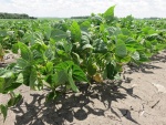 Navy Beans July 2, Planted May 18