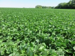 Soybeans July 15, Planted May 5