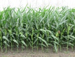 Corn August 1, Planted April 21