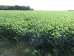 Soybeans August 30, Planted May 6
