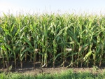 Corn August 30, Planted April 21