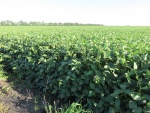 Soybeans August 30, Planted May 6