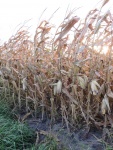 Corn October 3, Planted April 23