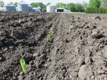 Corn May 15, Planted May 6