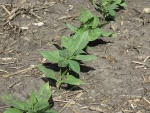 Navy Beans June 15, Planted May 27