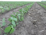 Soybeans June 15, Planted May 12