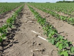 Soybeans June 15, Planted May 12