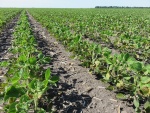 Soybeans July 3, Planted May 12
