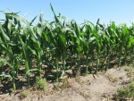 Corn July 3, Planted May 8