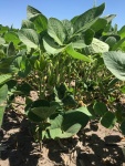 Soybeans July 16, Planted May 13