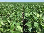 Soybeans July 16, Planted May 12