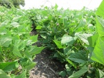 Black Beans August 1, Planted June 2