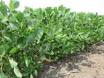 Soybeans August 1, Planted May 12