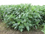 Soybeans August 15, Planted May 12