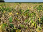 Black Beans Sept 4, Planted June 1