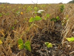 Black Beans Sept 14, Planted June 1