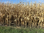 Corn Oct 16, Planted May 10